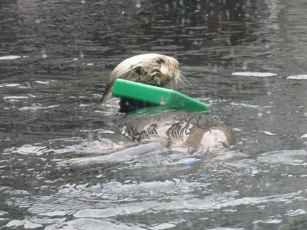 Highlight des MBA sind die Seeotter, die im 19. Jhdt fast ausgerottet wurden. Das MBA rettet und pflegt verlassene und kranke Tiere und wildert sie dann wieder aus. Nur wenige Otter wohnen permanent im MBA; bei diesen Tieren schlug die Auswilderung fehl, weil sie sich zu sehr auf Menschen ausgerichtet hatten. In der Freiheit interagierten sie mit Kajakfahrern und Tauchern, was für Mensch und Tier nicht immer ganz ungefährlich war. Daher wurden sie wieder eingefangen und sind die Stars des Aquariums.